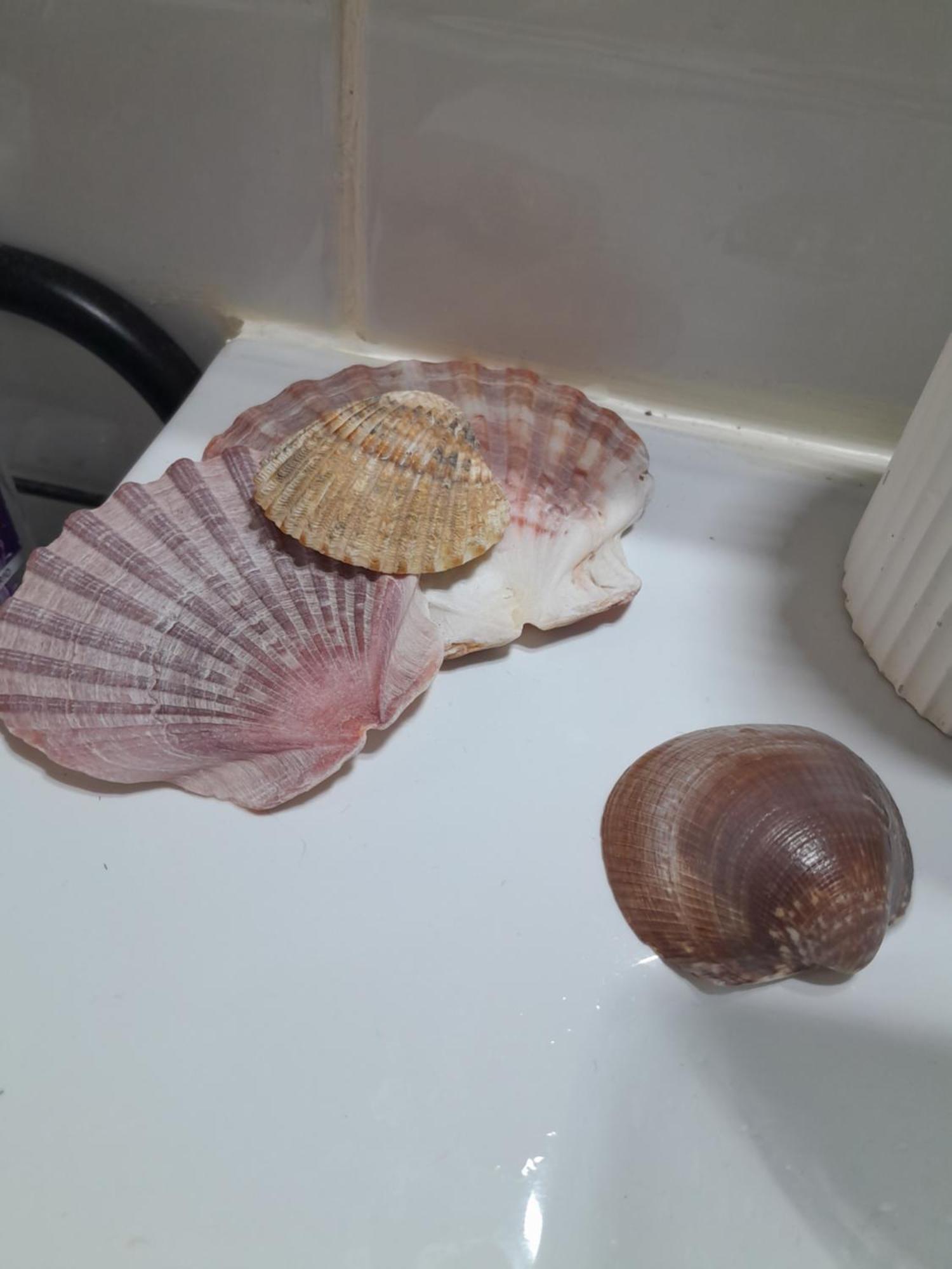 Gemuetliches Zimmer "Gold" Fuer 2 Personen Und Katzenliebhaber Valencie Exteriér fotografie